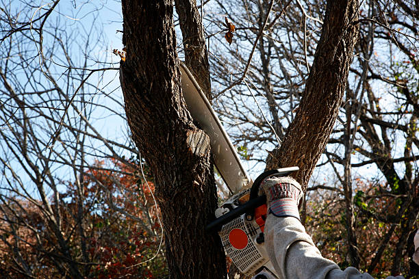 Best Tree Disease Treatment  in Snyder, OK